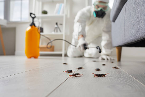 Post-Treatment Bed Bug Interceptor Monitoring in Clovis